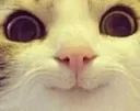 catAWWWWW