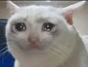 sadBork sadBork