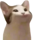 pop_cat_1f_devcord pop_cat_1f_devcord