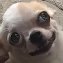 happy_kazik Discord Emoji