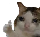 catok