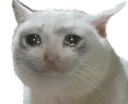 CryCat