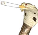 scNTGSmokingSnake