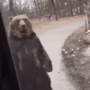 swagbear