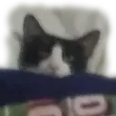 Cat Sleep catsleep Discord Emoji