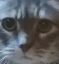 why