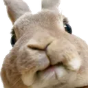 rabbit_stare