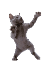 adialm_catto Discord emoji