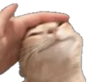 scPat