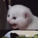 Catyes CatYes Discord Emoji