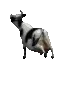 TCZ_cowflip