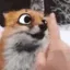 foxboop