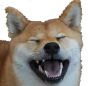 shibapain shibapain