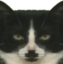 VelCat