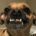 cheese Discord emoji