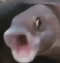 POG