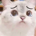 cattosad