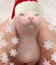 Bingusmas