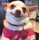 dumbdog Discord emoji