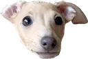 pippa pippa
