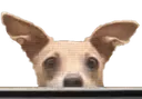 pippalurk pippalurk