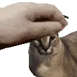 floppapet3