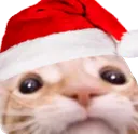 Goodcat