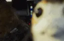 PorgSuprised