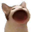 popcat