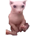 bingus