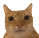 dreamedcat