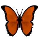brownbutterfly