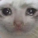sadcat