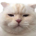 excacat Discord emoji