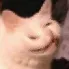 h_catwat
