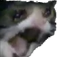 screekh