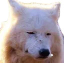 SadDog SadDog