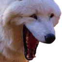 LaughingDog LaughingDog