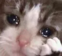 sadcat