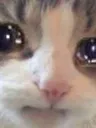 sadcat