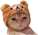sadCat sadCat