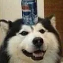 whitePepsiDoggo3