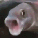 fishshooketh