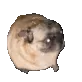 rcon_pugdance