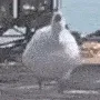 goose