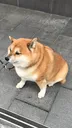 sit