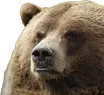 bearjudging