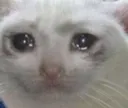 :cryingcat: