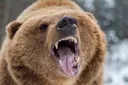 AngryBear