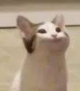 jovnncat jovnncat